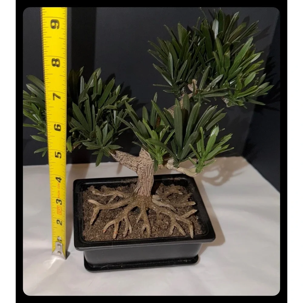 Artificial Bonsai and Succulent Set Home Decor Greenery Black Planters Zen